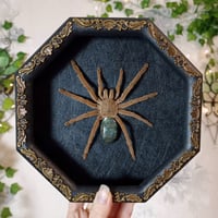 Framed Tarantula with Labradorite