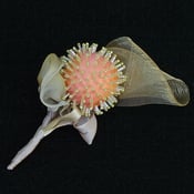 Image of R74   Pincushion Flower