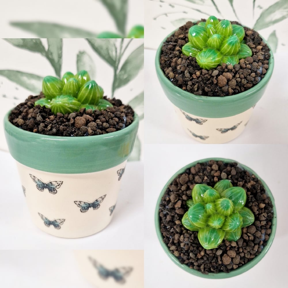 Image of Fused Succulent in Butterfly Pot