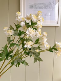 Meadow Astrantia Stems ( set of 3 )