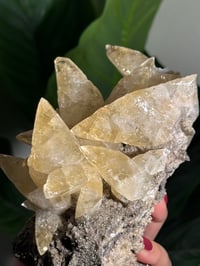 Image 10 of XXL SWEETWATER CALCITE WITH PYRITE -MISSOURI- PORCUPINE POCKET 2025 C