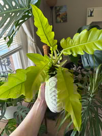 Image 4 of Golden Crocodile Philodendron in Large White Shoe