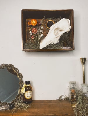 Image of Coyote Skull Shadowbox 