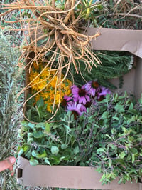 Image 5 of ✺  Herbal CSA Box ✺