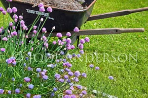 Image of Chives 8 x 12" Metallic Paper Print