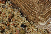 Image of Pebbles and Beachwood 8 x 12" Metallic Paper Print