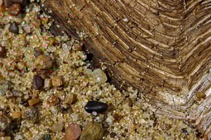 Image of Pebbles and Beachwood 8 x 12" Metallic Paper Print