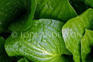 Image of Hostas 8 x 12" Metallic Paper Print