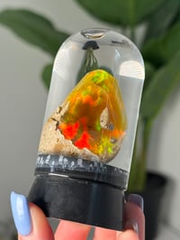 Image 2 of LARGE ETHIOPIAN WATER OPAL -SEALED GLOBE- A