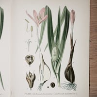 Image 3 of Planche De Botanique Coloree.