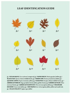 Image of Leaf Identification Guide