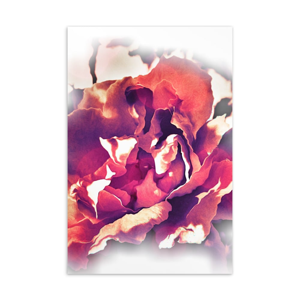 Image of “Curled Edges Rose” - Standard Postcard