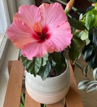 Image 1 of Hardy Pink Passion Hibiscus in Pastel Pink Chrome Pot