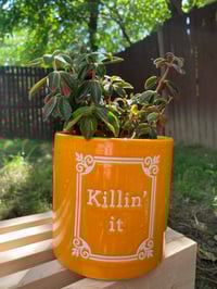 Image 3 of Red Log Peperomia in Yellow Gold "Killing It" Pot