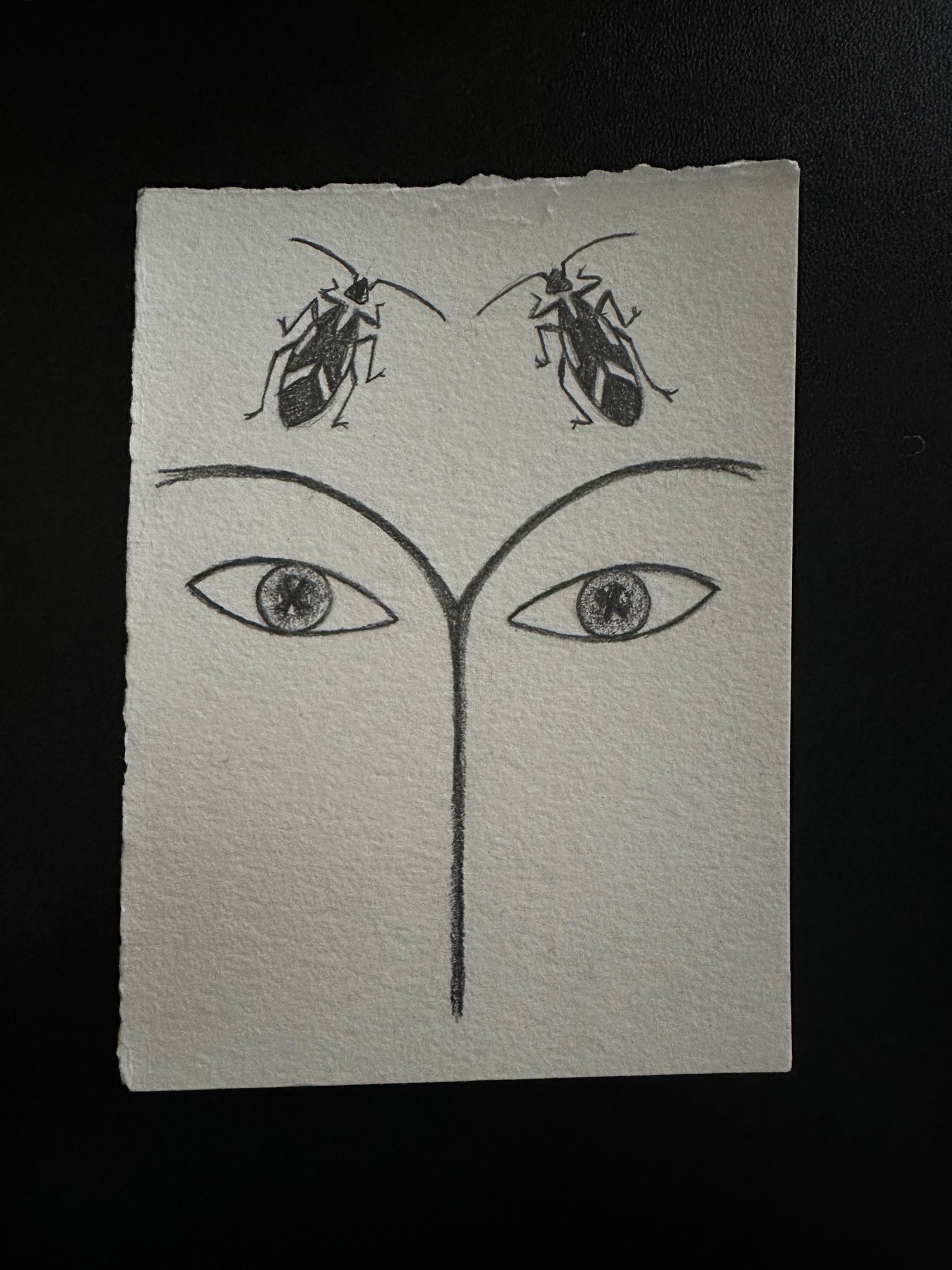 Image of The Sensual World Drawings: Dragonfly, Ladybug, Junebug