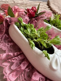 Image 3 of Stringy Stonecrop in Porcelain Ballet Shoes