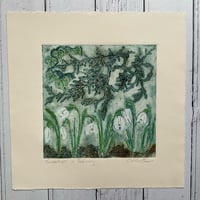 Image 5 of Snowdrops in February 