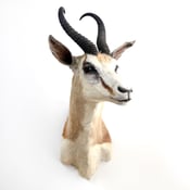 Image of African Springbok Antelope Shoulder Mount Taxidermy