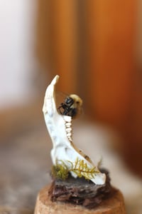 Image 5 of Campana con mandibola di coniglio selvatico