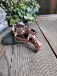 Image 1 of Muskrat Skull with Moonstone
