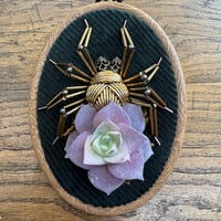 Image 4 of Succulent spider (b, 4x5 inches)