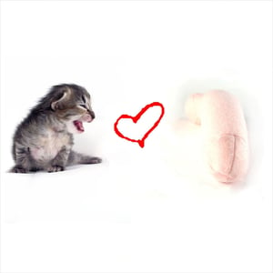 Image of Pussy Loves Prick