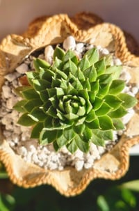Image 3 of TeraPullover medium  - sempervivum (με φυτό)