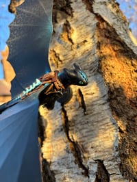 Image 3 of XL Night Dragon Wall Flyer Sculpture (wings out) - GLOW EDITION 