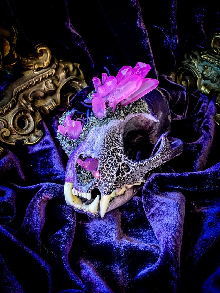 Image of UV Luminescent, Pink Aura Quartz & Carborundum - Bobcat Skull.