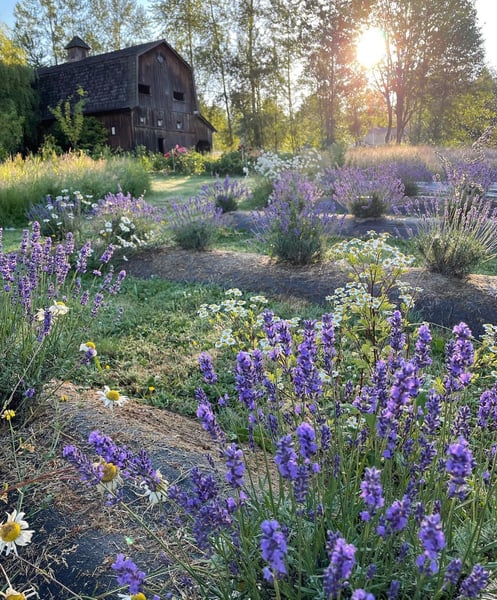 Image of Lavender  Mini Sessions *retainer*