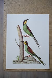 Image 3 of Planches De Bestiaire Du Muséum D'histoire Naturelle - les oiseaux