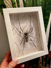 Orb-Weaver spider box 