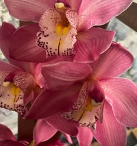 Image 3 of Oh so sweet 