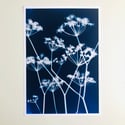 Wild Flower - A3 Fine Art Print 