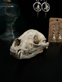 Image 4 of Raccoon Skull
