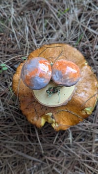 Image 2 of Pungent Slippery Jack sculpture 