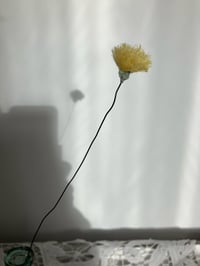 Image 5 of Dandelion