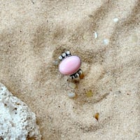Image 1 of Conch Kiss