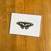 Image 4 of Butterfly Print #3 - Various Designs