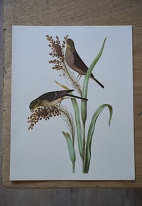 Image 9 of Planches De Bestiaire Du Muséum D'histoire Naturelle - les oiseaux