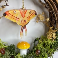 Image 4 of Argema Mittrei Mini Wreath