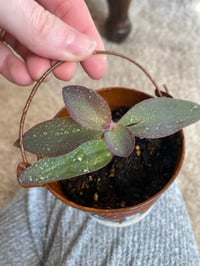 Image 1 of Purple Heart Tradescantia in Penguin Happy Holidays Tin