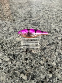 Purple Tiger shad 5
