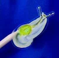 Image 1 of Puerto Rican Semi-slug Clear Sticker | Caracol Lapa 