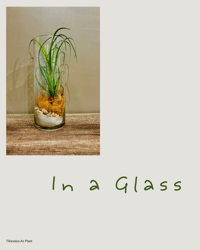 Image 3 of Air Plant - In a Glass