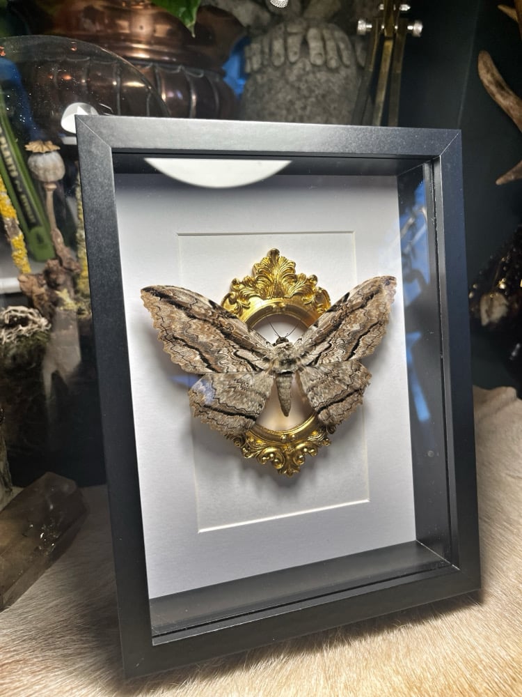 Image of Ornate Thysania Zenobia White Witch Male Moth 