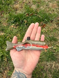 Image 7 of Trout -SECONDS