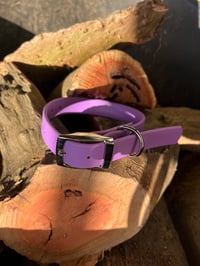 Cyan Purple - Adult Dog