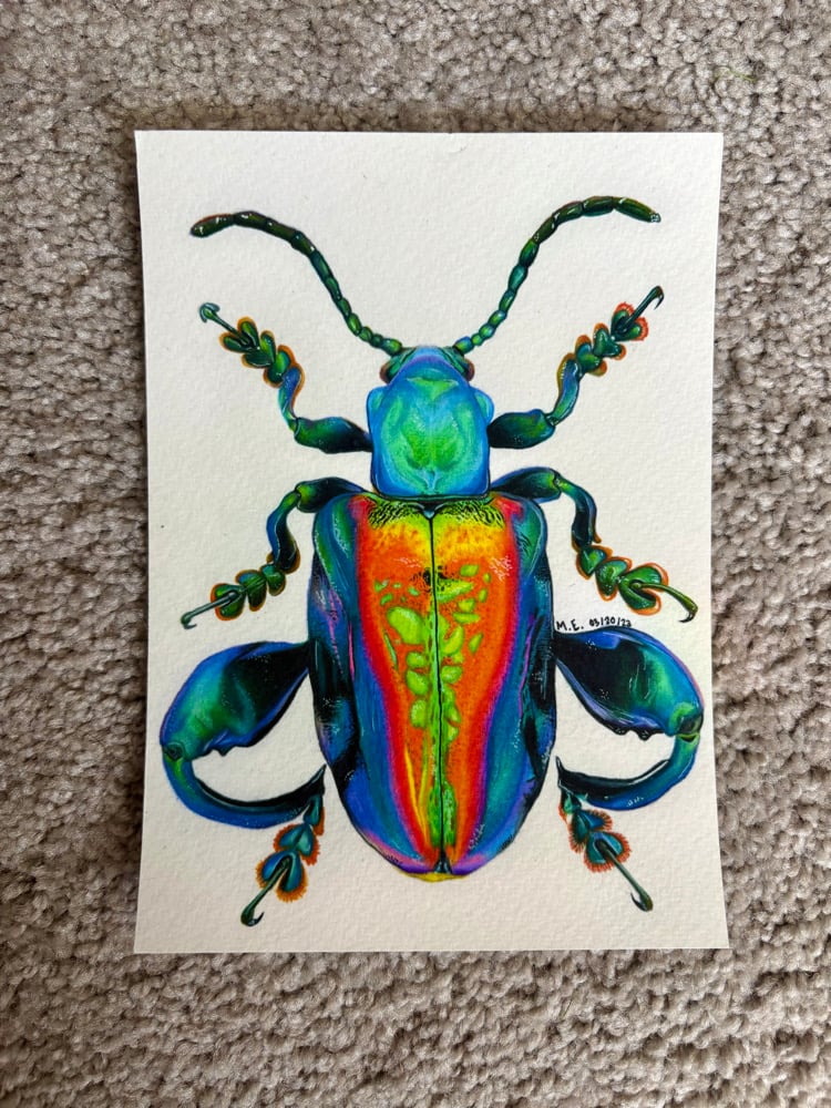 Image of Frog-Legged Beetle Print