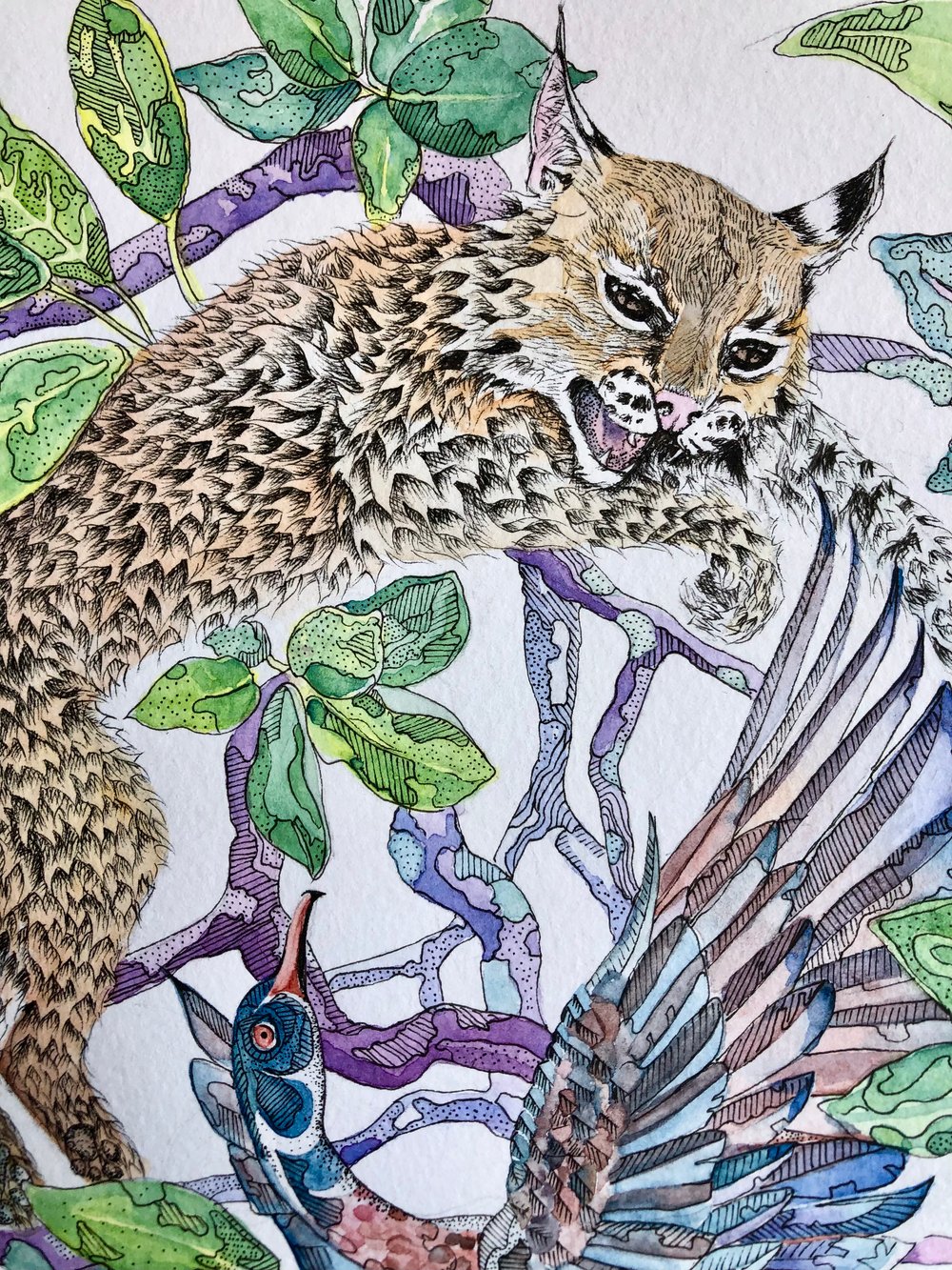 Image of Bobcat & Wood Duck